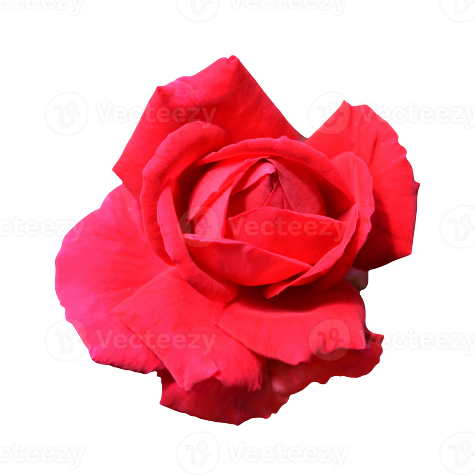 red rose flower png