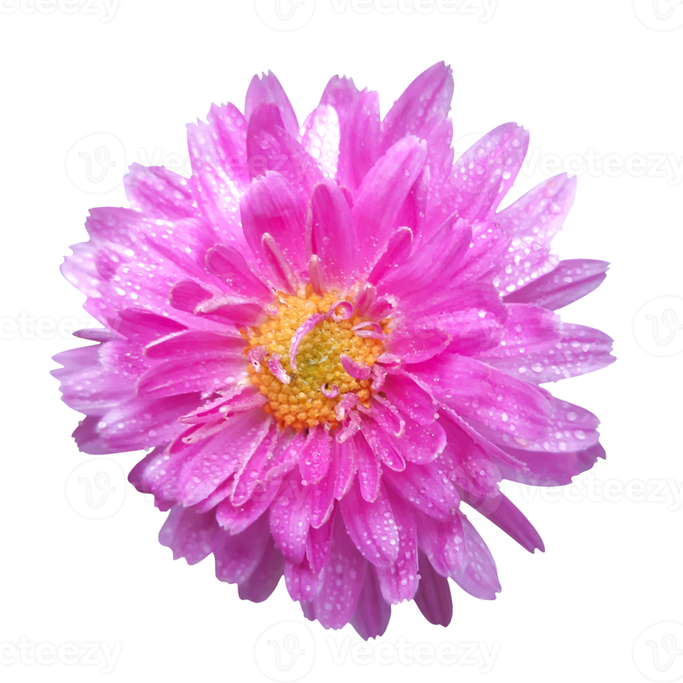 pink gerbera flower png