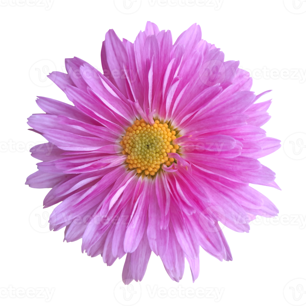 pink gerbera flower png