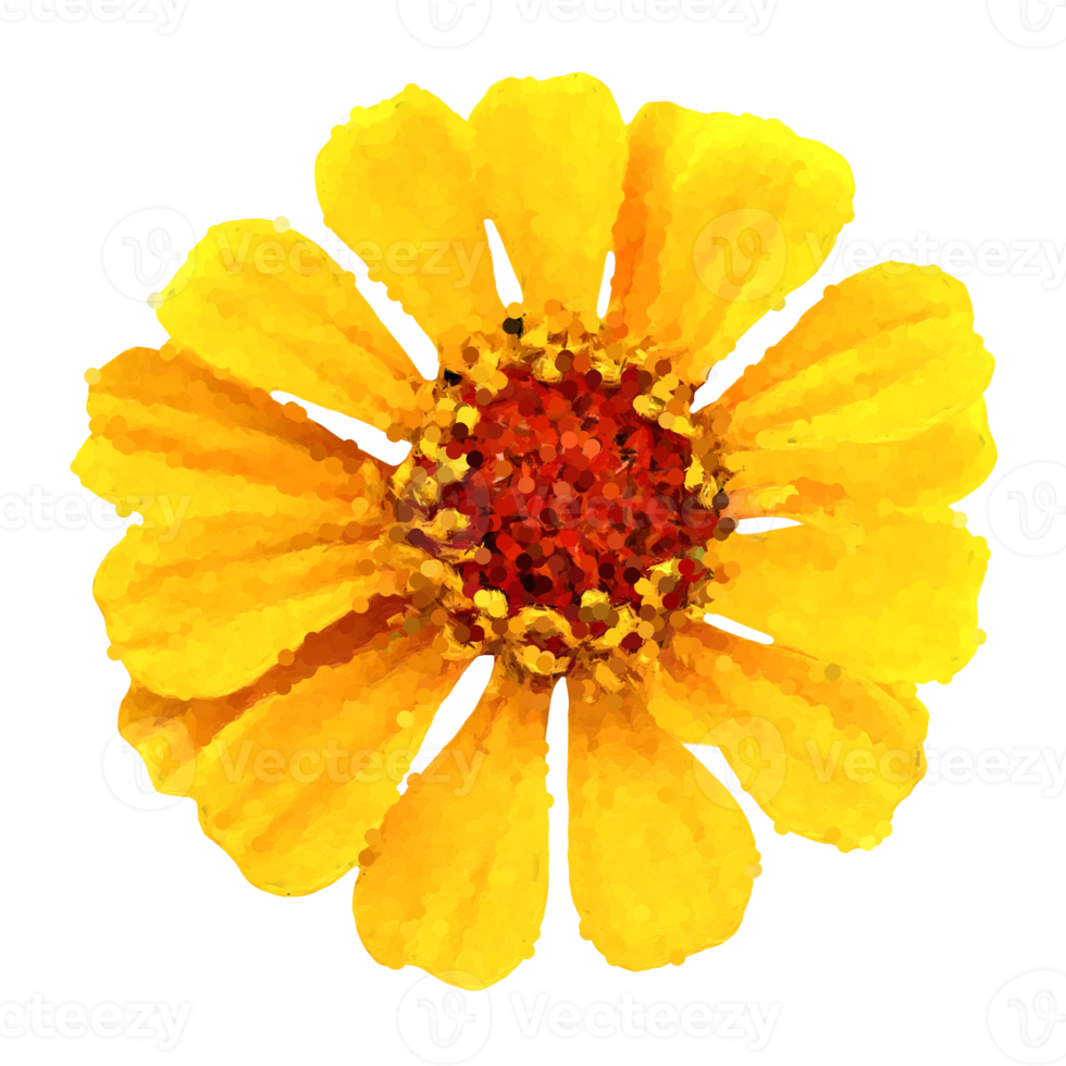 Zinnia flower cut out transparent png
