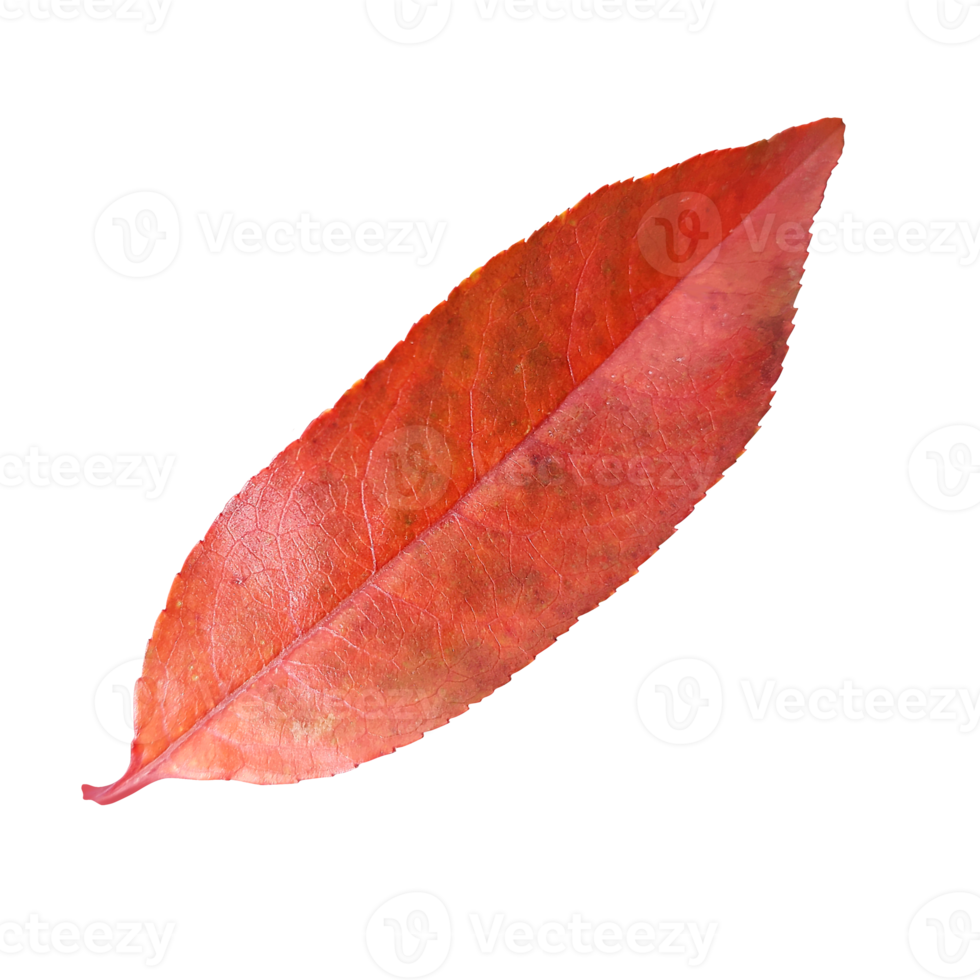 autunm feuille transparent png