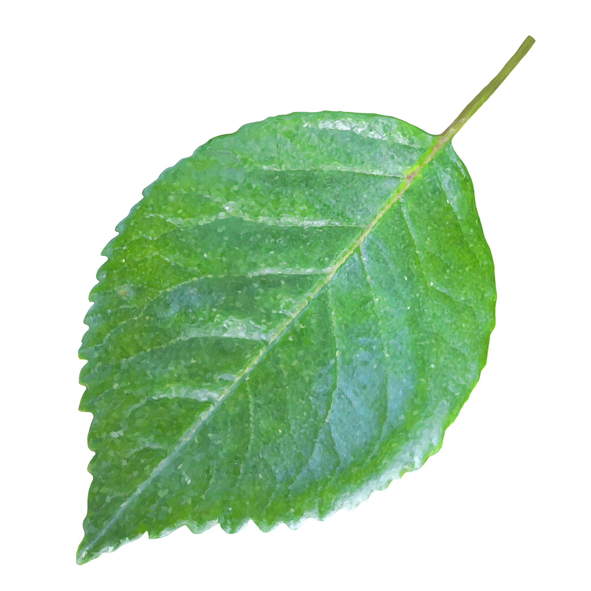 rose leaves transparent 21168746 PNG