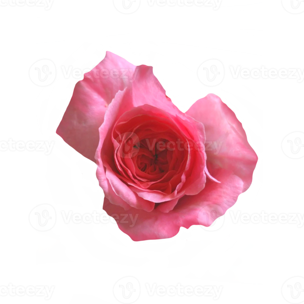 Pink rose cutout 21168849 PNG