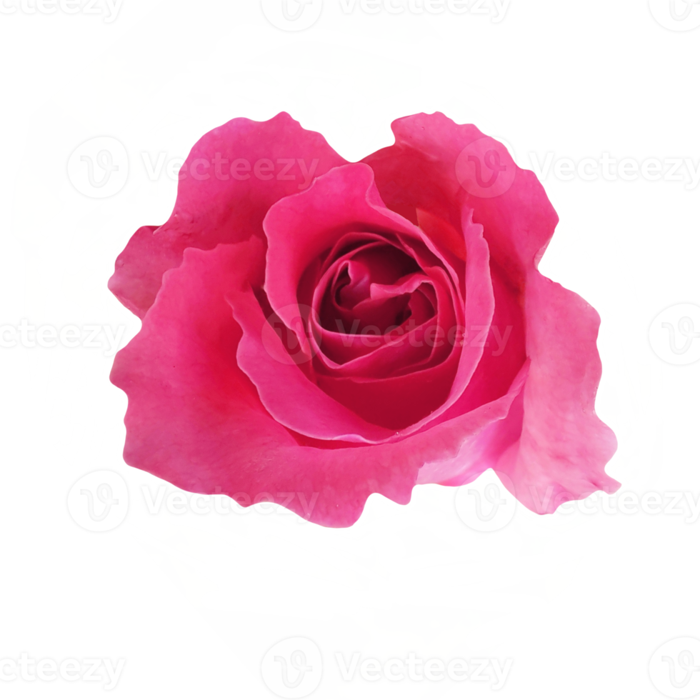 Pink rose cutout 21168850 PNG