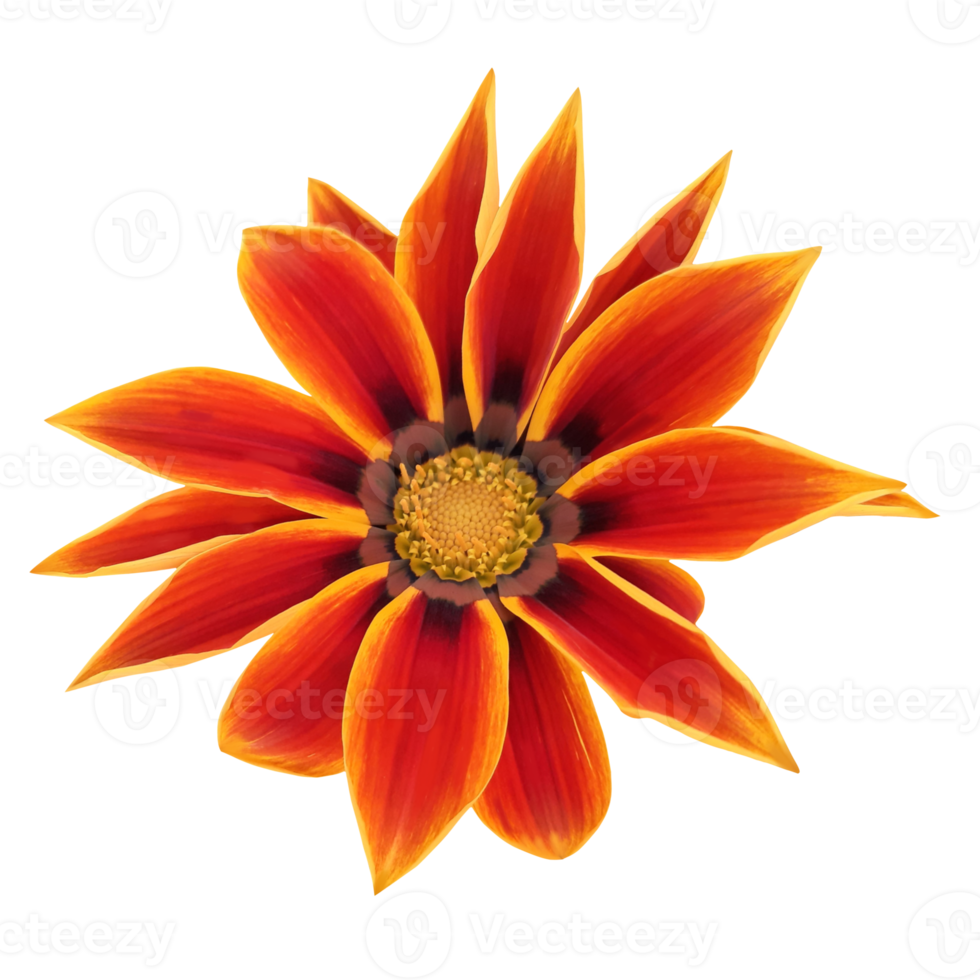 orange gazania flower cut out png