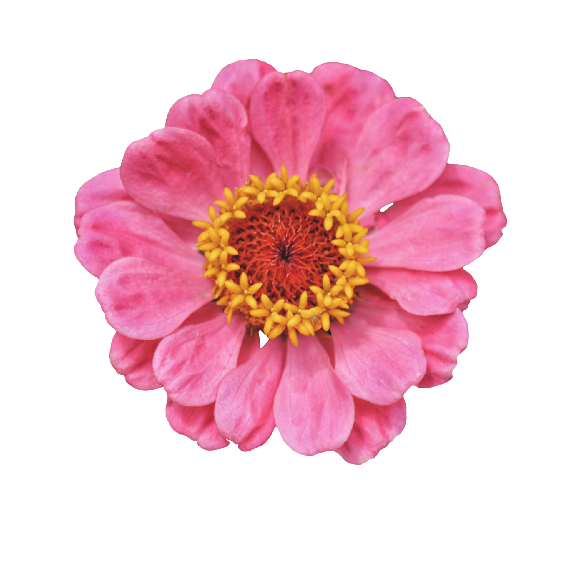 Free Zinnia flower transparent 21168869 PNG with Transparent Background