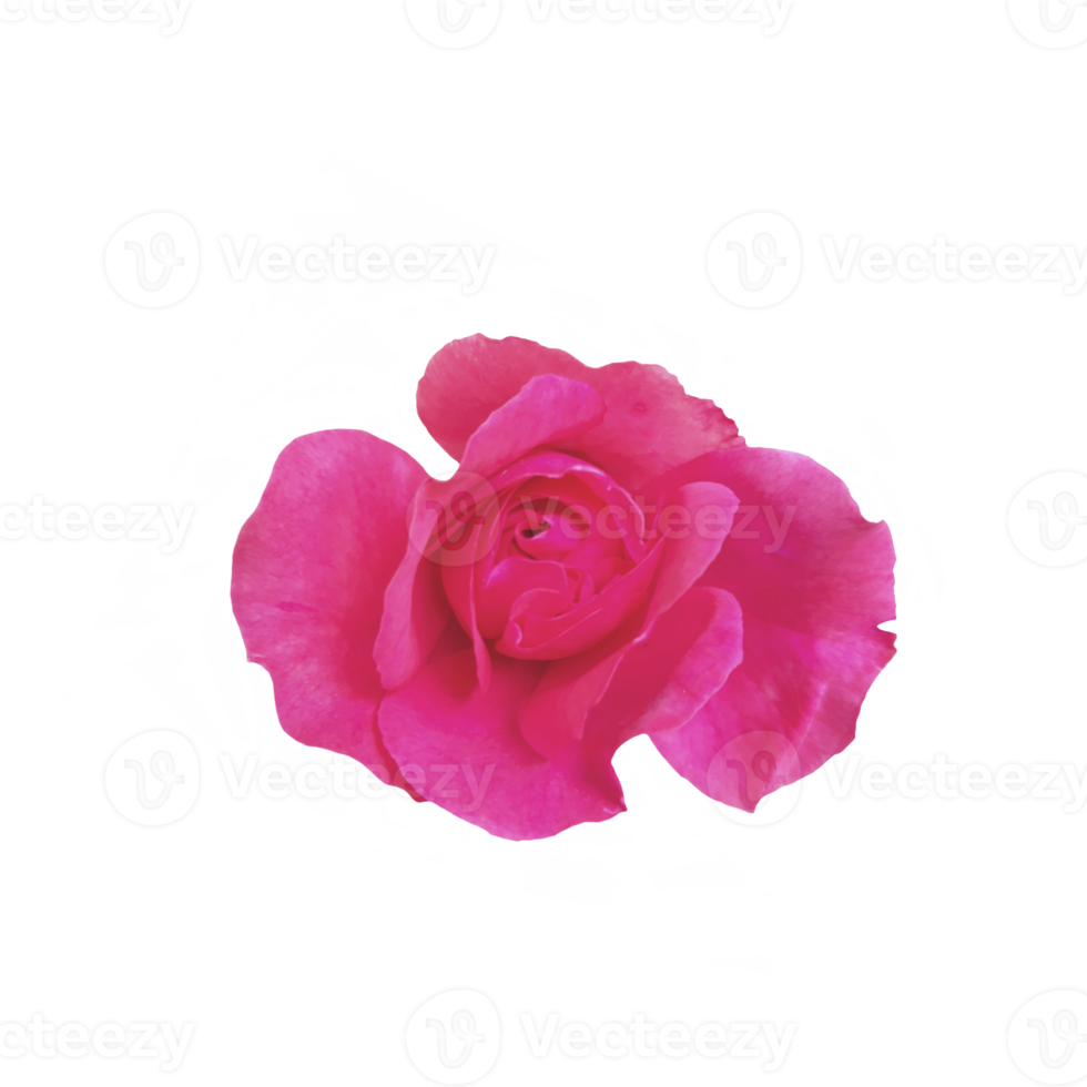 Pink rose cutout 21168956 PNG