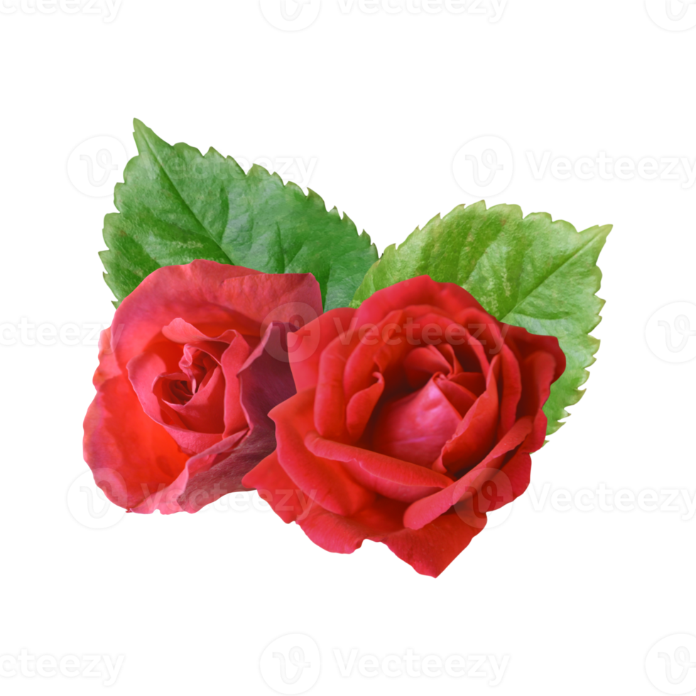 red rose bouquet flower png