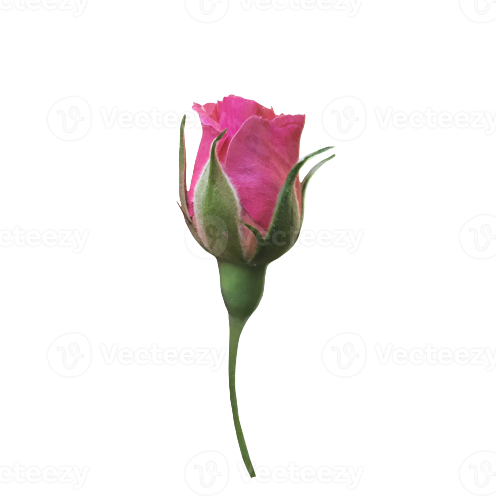 Pink rose cutout 21168964 PNG