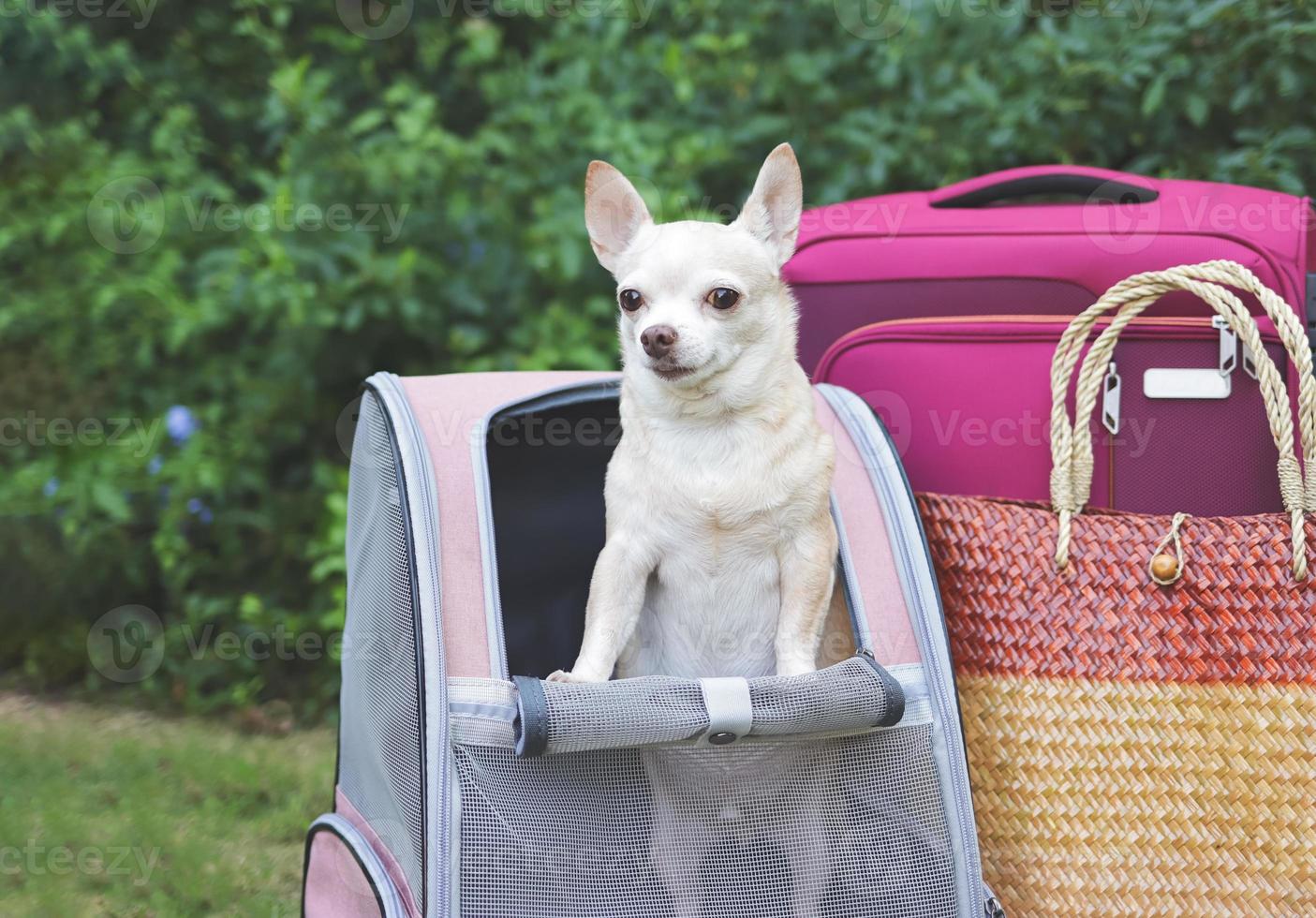 brown short hair chihuahua dog standing in pet carrier backpack on green  grass with travel accessories, pink luggage and woven bag. 21171753 Stock  Photo at Vecteezy