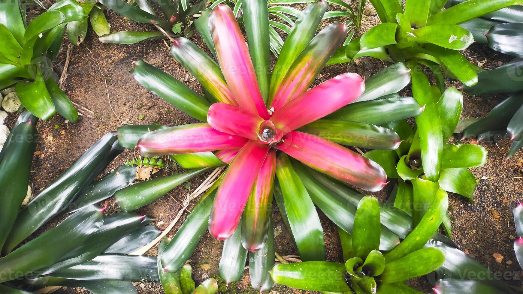 Neoregelia carolinae, a green when the center turning red its about to flower, on the forest floor collecting water within the center cup. photo