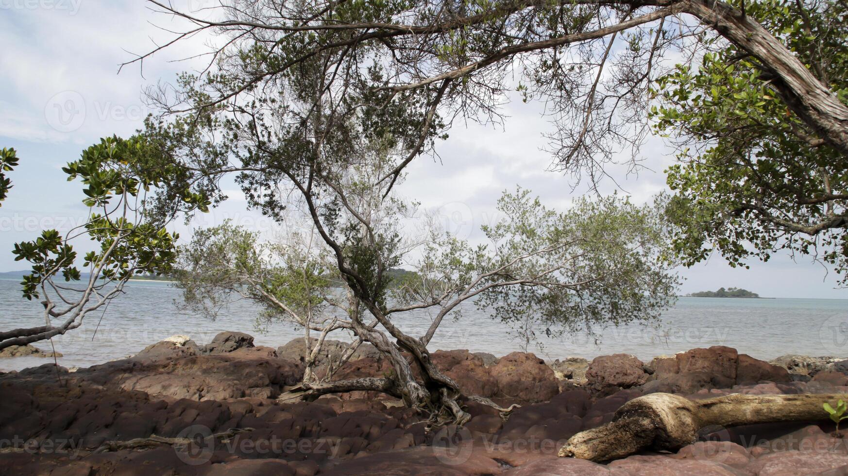 Mangrove trees and shady rocky beaches with sea background. photo