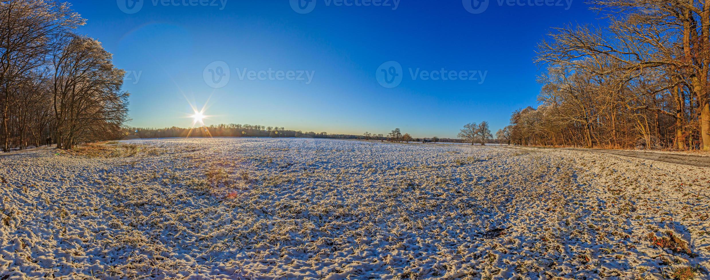 Panoramic image over snowy meadow with trees photo
