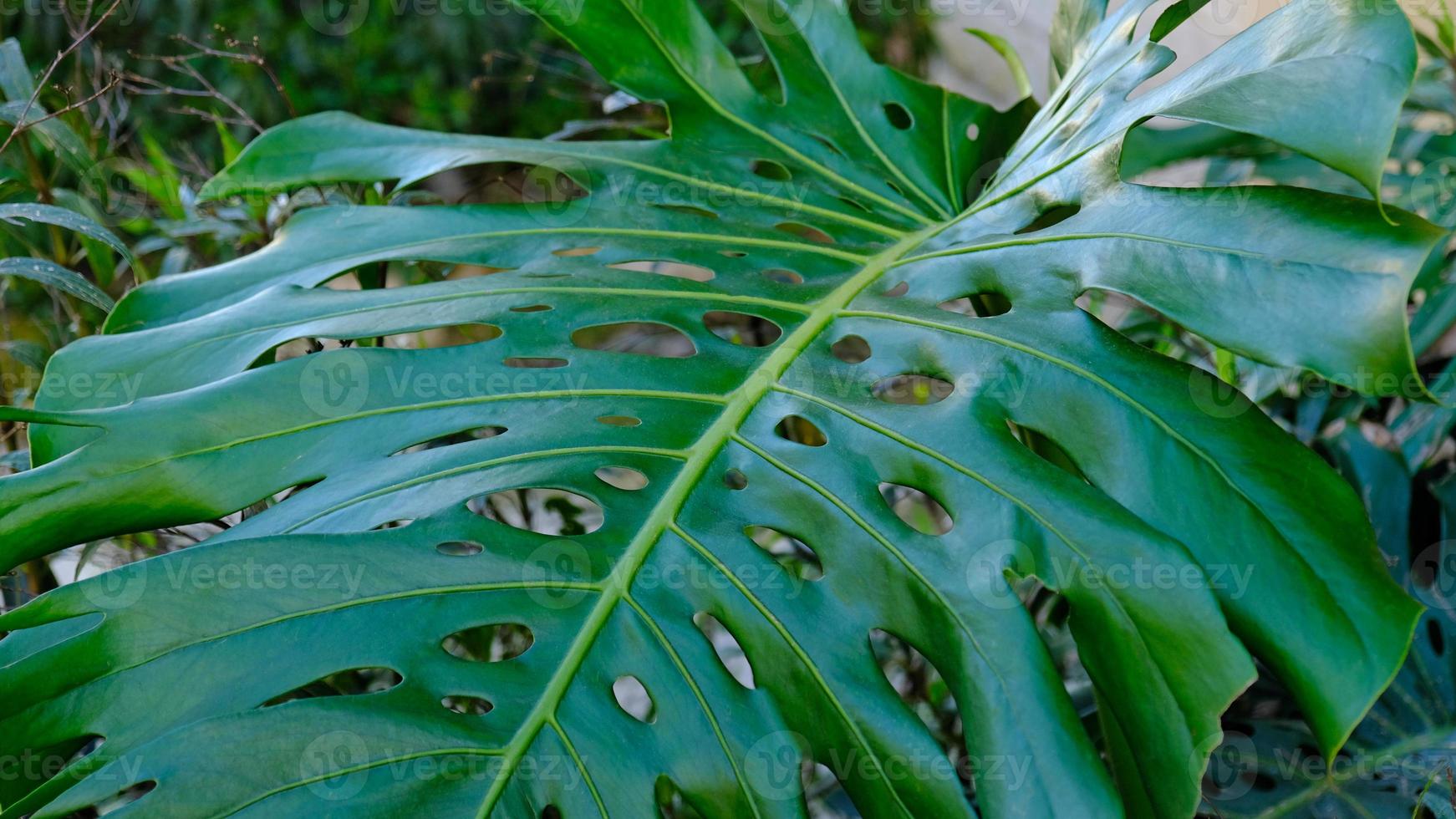 Green leaves of plant Monstera grows in wild climbing tree jungle, rainforest plants evergreen vines bushes. photo