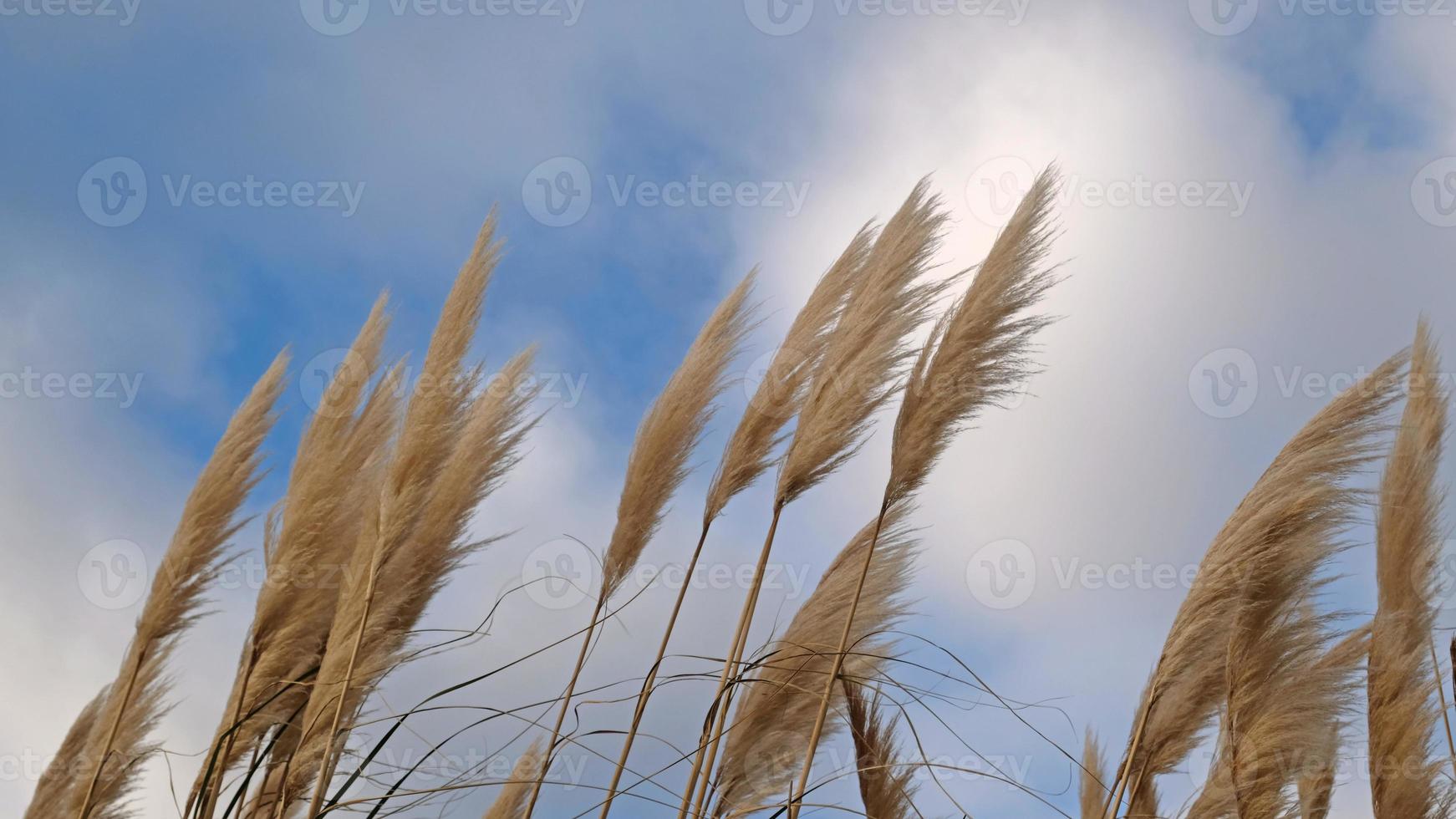 Golden reeds sway in the wind against blue sky. Abstract natural background. Pattern with neutral colors. Minimal, stylish, trend concept. photo