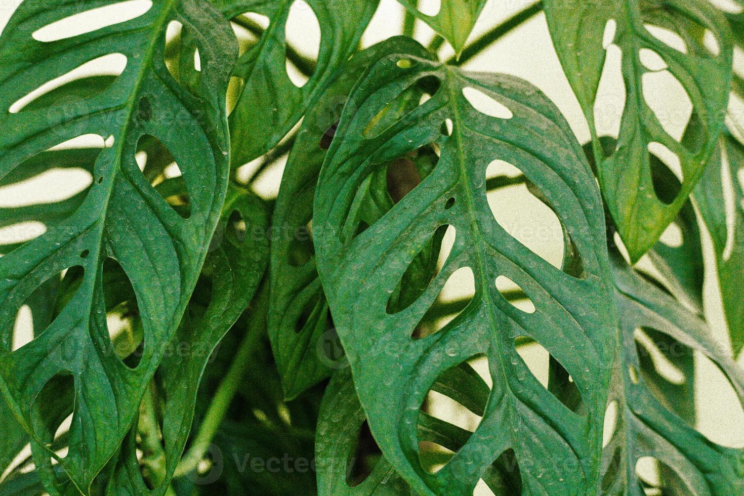 green leaves background photo