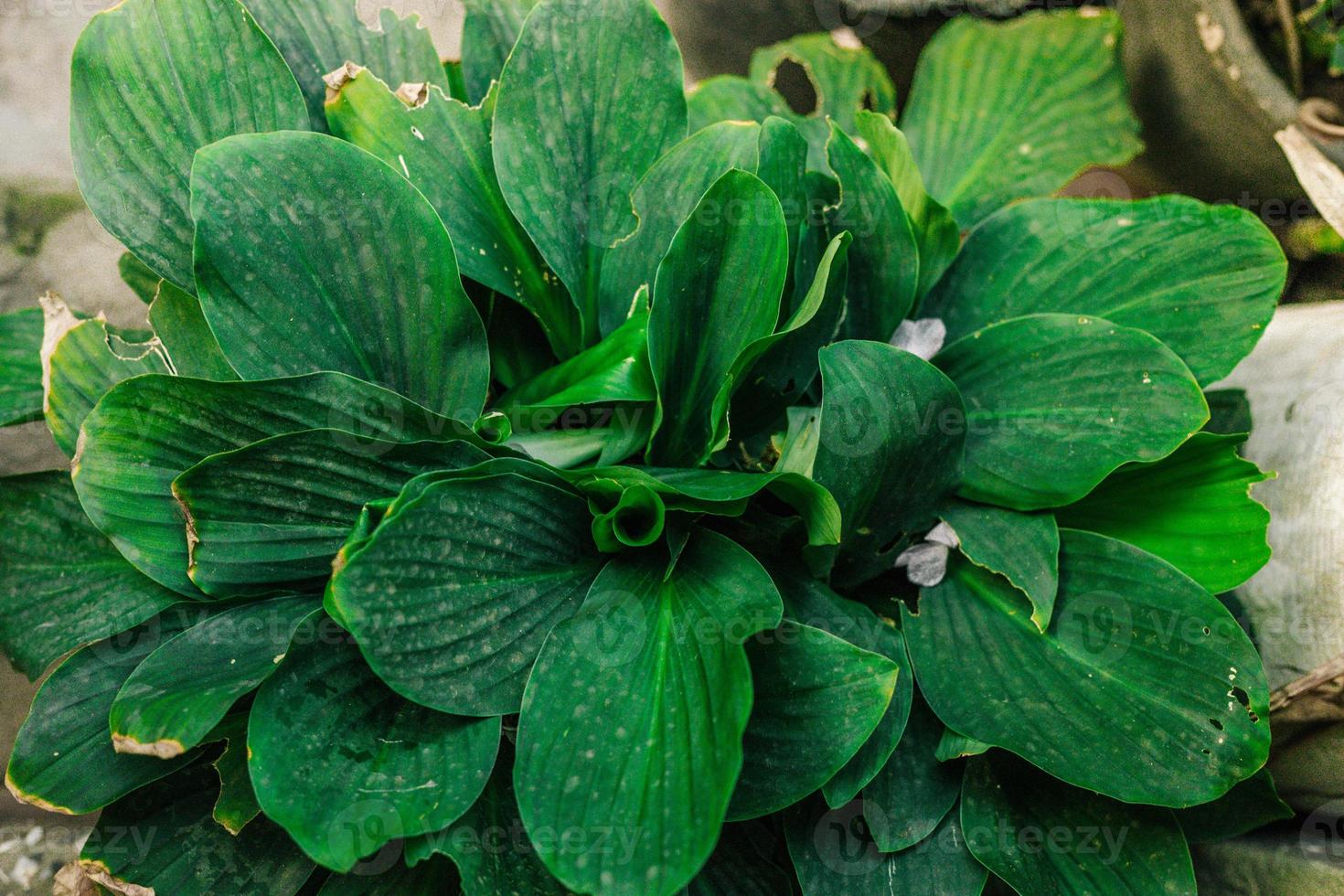 green leaves background photo
