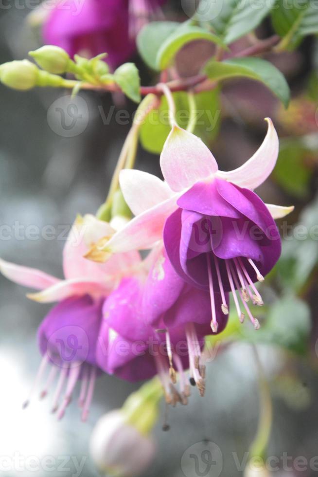 muy hermosa flor foto