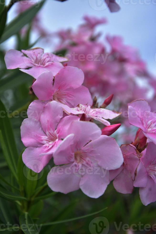 muy hermosa flor foto