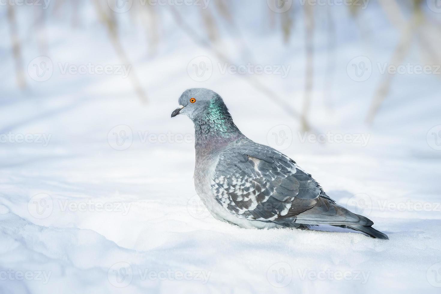 A domestic pigeon on white snow in winter. Urban birds in the snow.A blue pigeon. photo