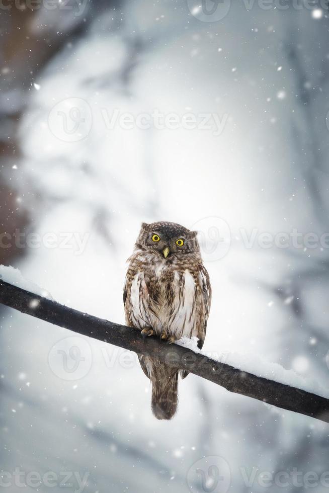 Owl in winter forest on stump. Pygmy small bird via snowfall. Small owl in natural habitat. Glaucidium passerinum photo