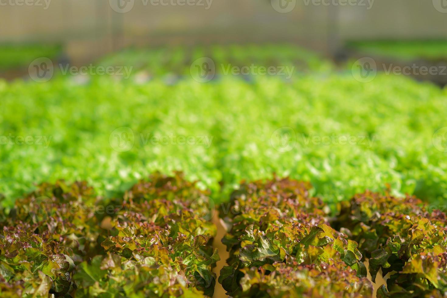 creciente rojo y verde lechuga o orgánico ensalada vegetal con hidropónico sistemas en el invernadero por controlador agua y fertilizante utilizando un pequeño tubo sin suelo para plantando, digital inteligente granja. foto