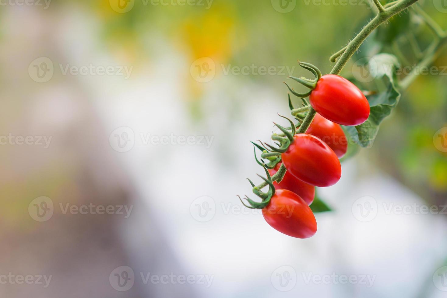 cerca arriba un manojo de rojo tomate cerezas son Listo a ser cosechado dulce gusto, firma carne, fragante y alto betacaroteno, vitamina C, vitamina mi. creciente en invernaderos a controlar insectos y plagas foto