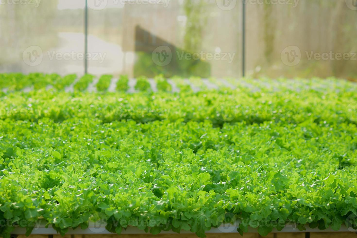 Growing green lettuce or organic salad vegetable With hydroponic systems in the greenhouse by controlling water and fertilizer using a small pipe Without soil for planting, digital smart farm. photo
