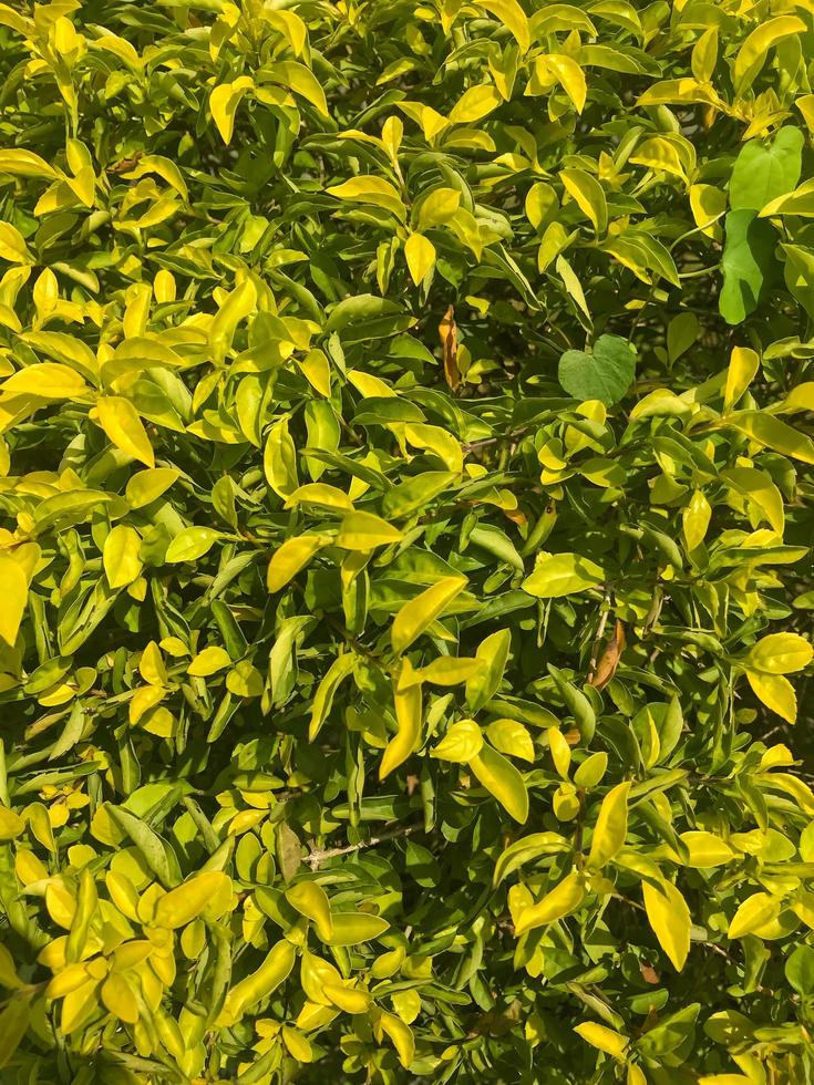 Green leaf of Duranta repens tree photo