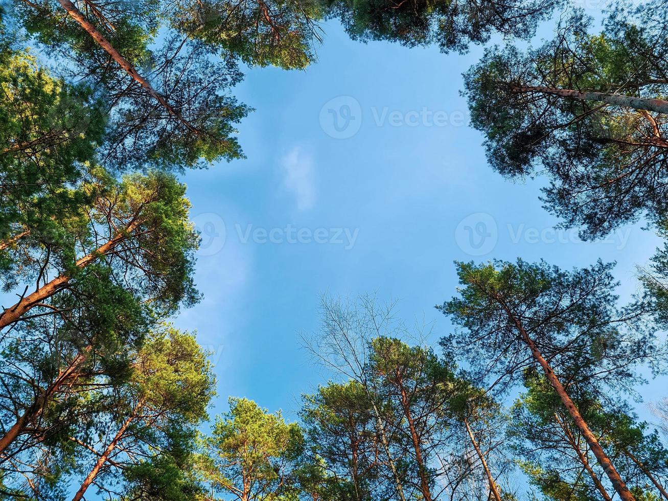 fondo ver de corona de alto pinos conífero arboles en el bosque en contra el azul cielo. amplio disparo ángulo. foto