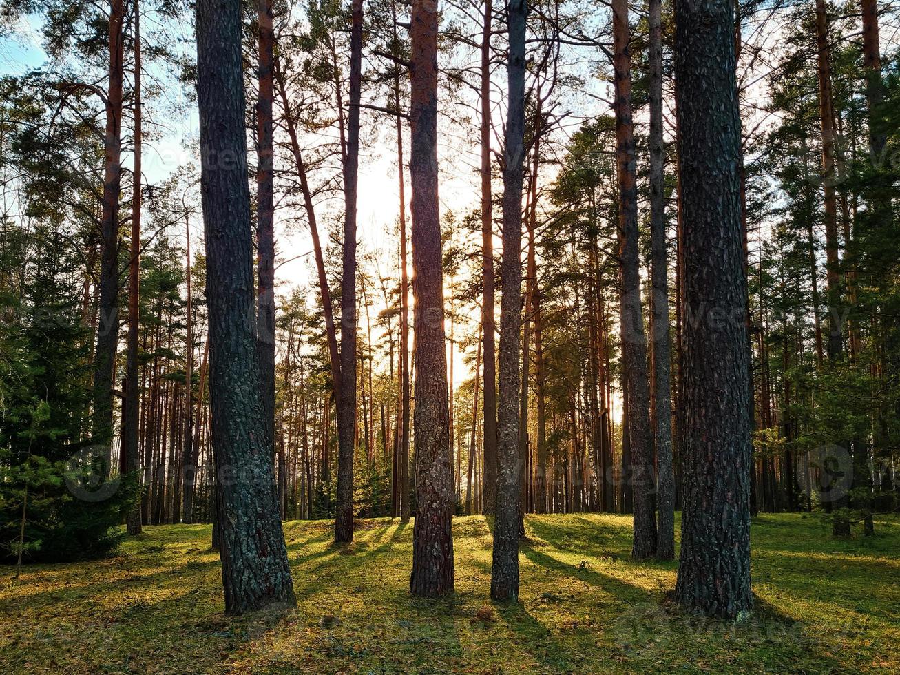 Sun rays shining in forest. Silhouettes of trees and shadows. Sunset among tall pines. Natural landscape. photo