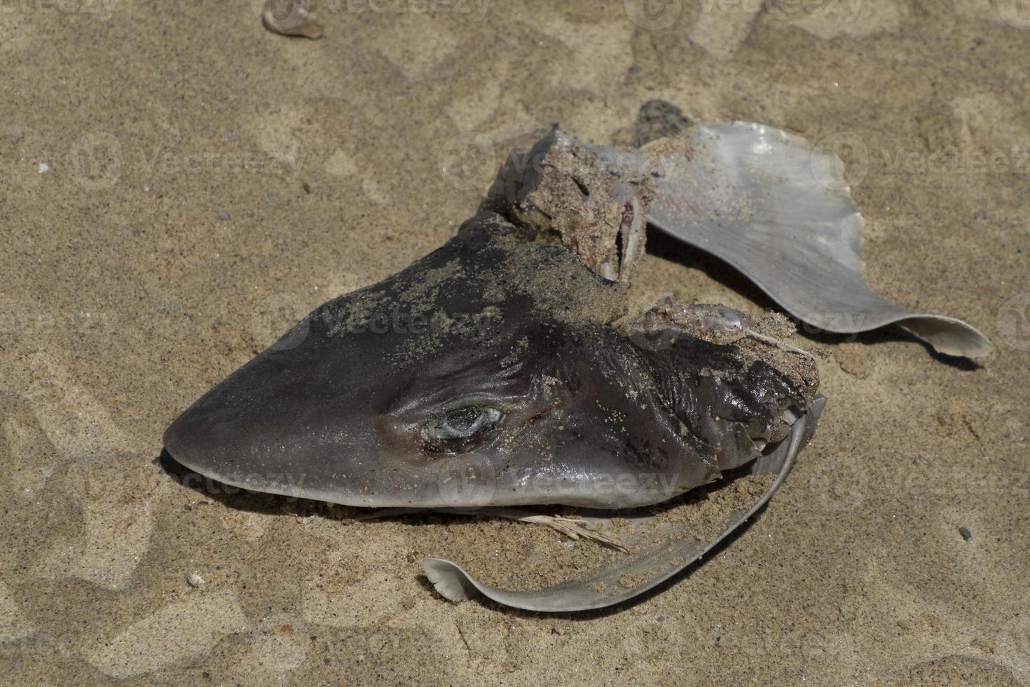 Killed and fin cutted Shark on the beach photo