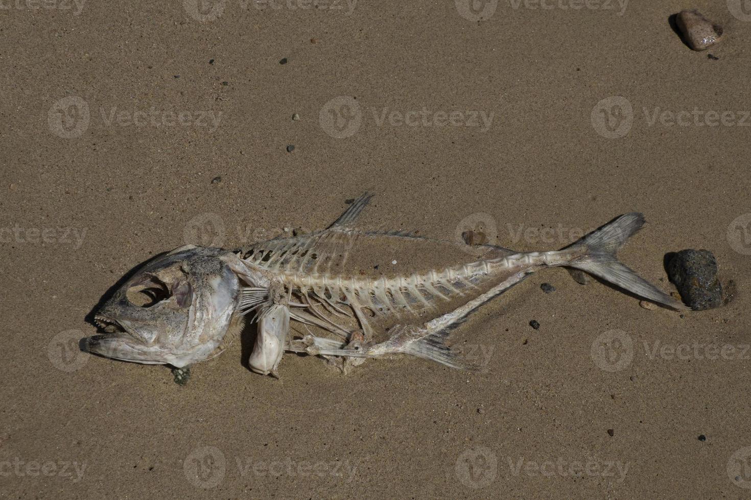 died fish on the shore photo