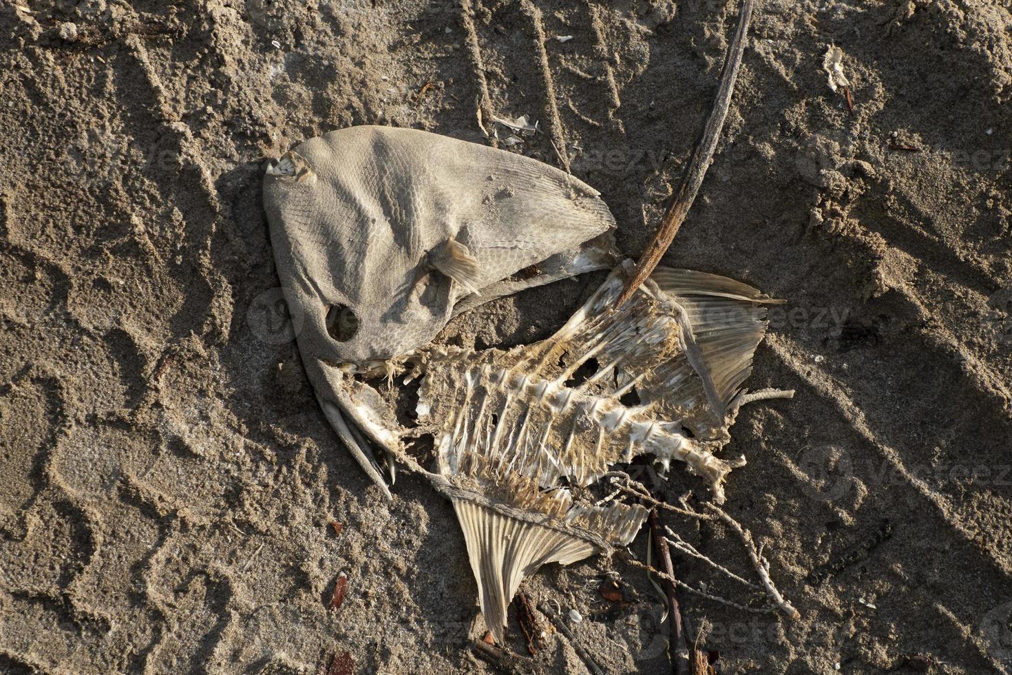 died fish on the shore photo
