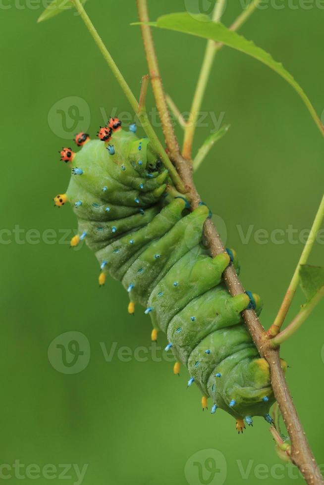 cecropia moth caterpillar photo