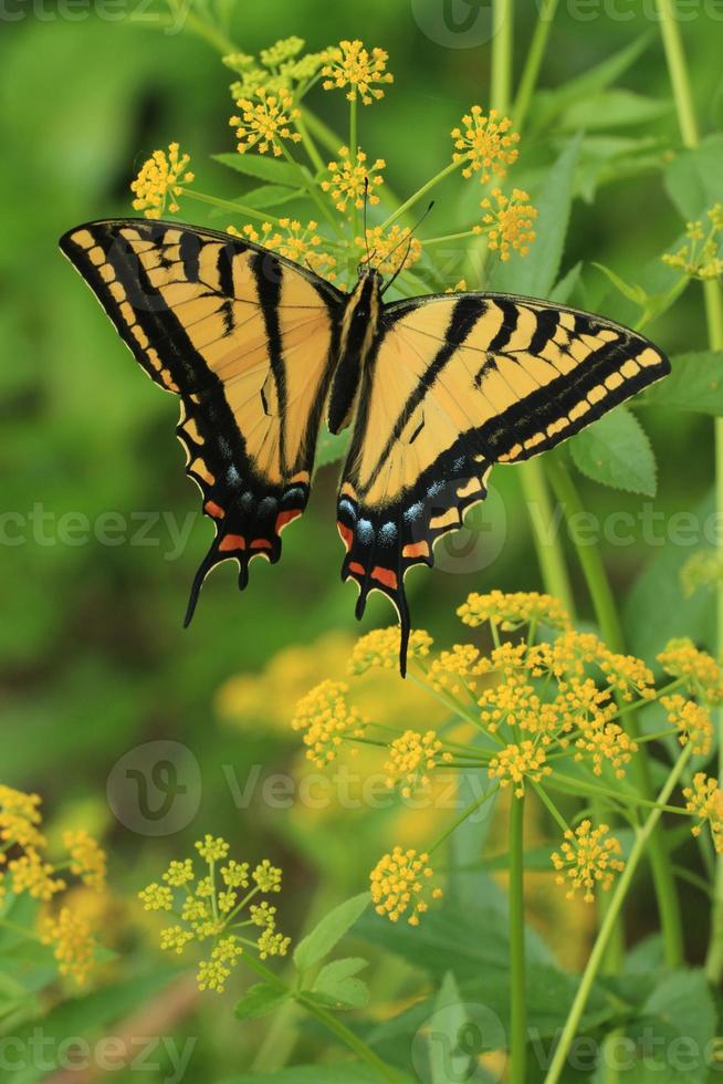 two tailed swallowtail photo