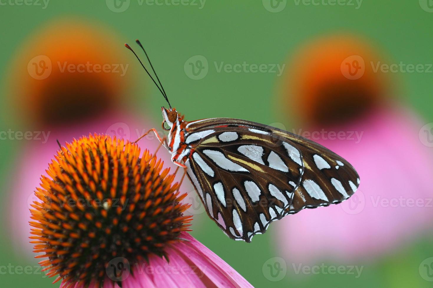 gulf fritillary on purple coneflower photo