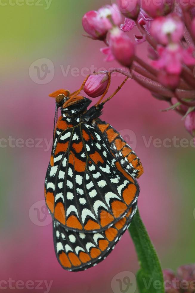 baltimore checkerspot mariposa foto