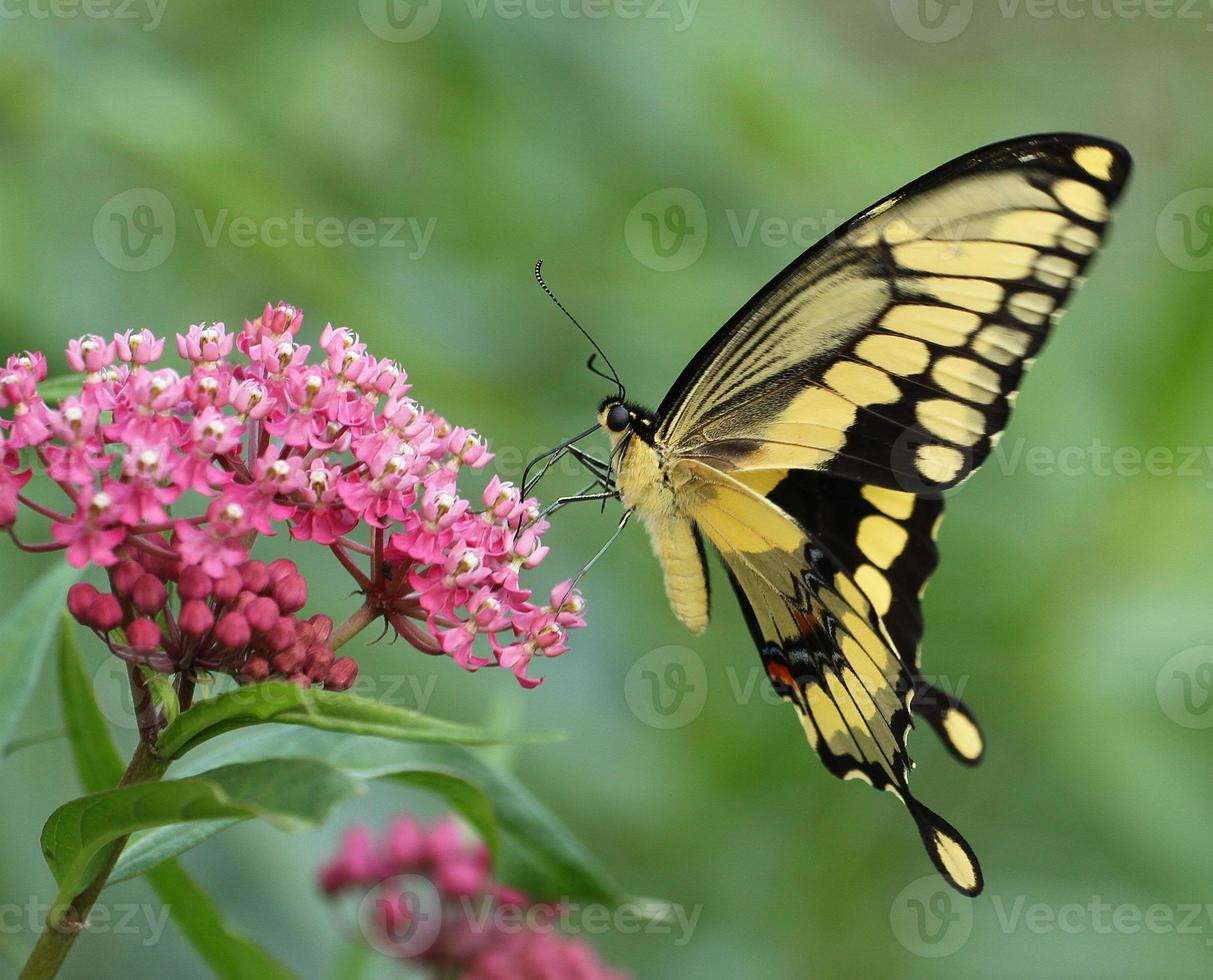gigante cola de golondrina mariposa en pantano algodoncillo flores foto