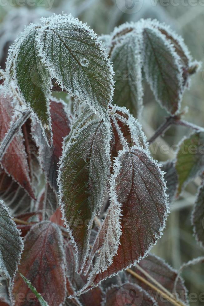 frost covered fall leaves photo