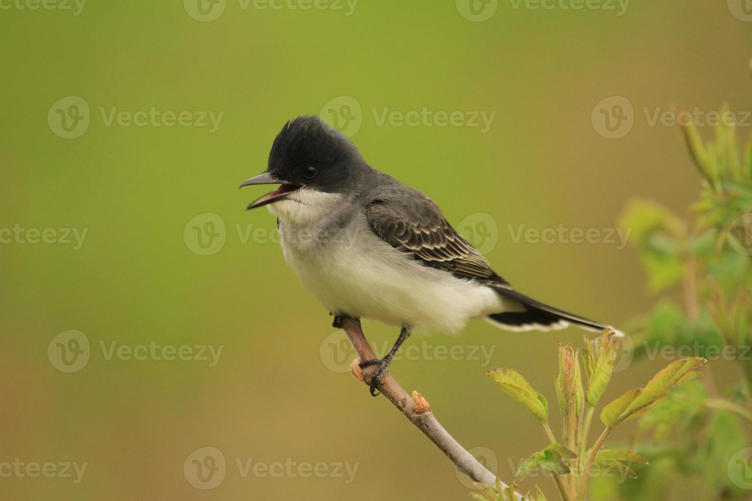 eastern kingbird calling photo