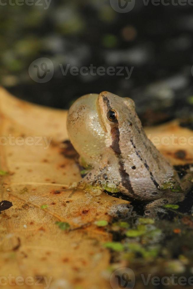 western chorus frog calling photo