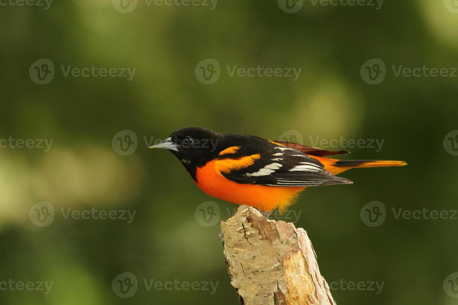 Baltimore oriole on stick photo