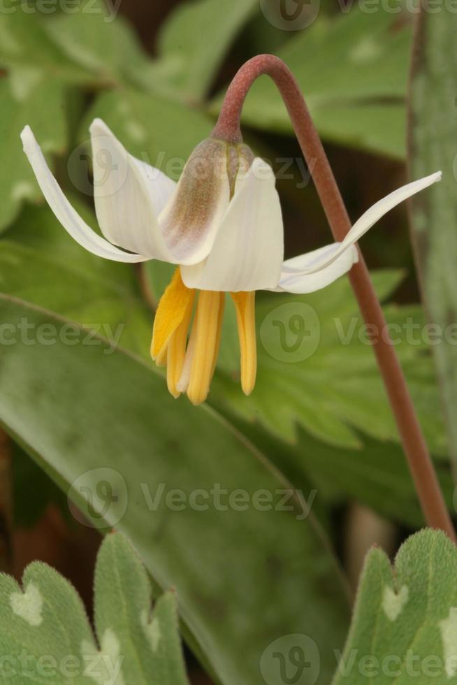 white trout lily photo