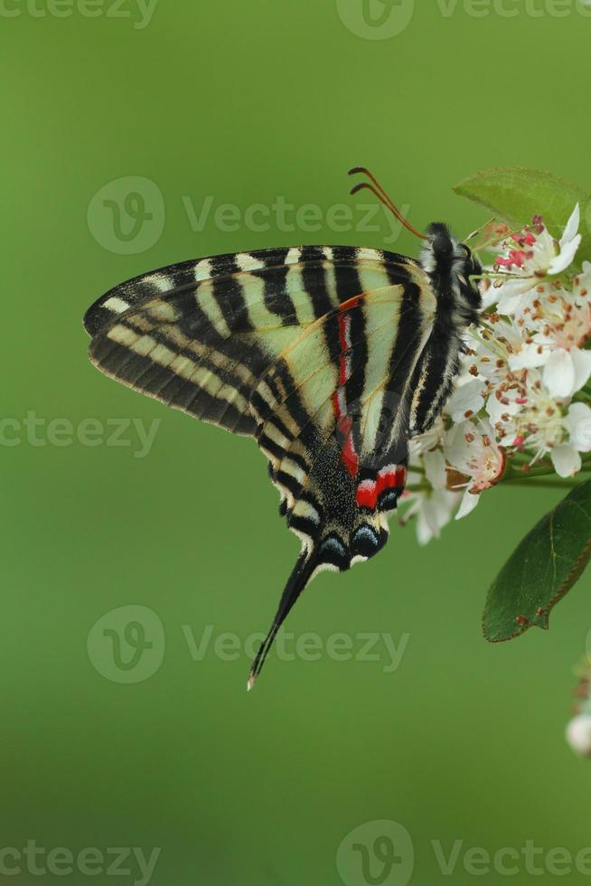 Zebra swallowtail butterfly photo