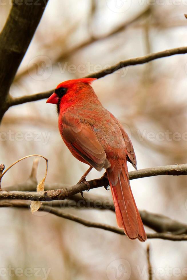 Male cardinal perched in forest on a gray cloudy day photo