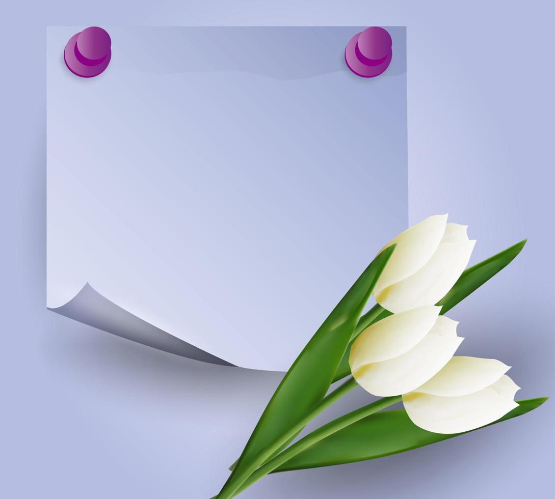 White tulips on a violet background. vector