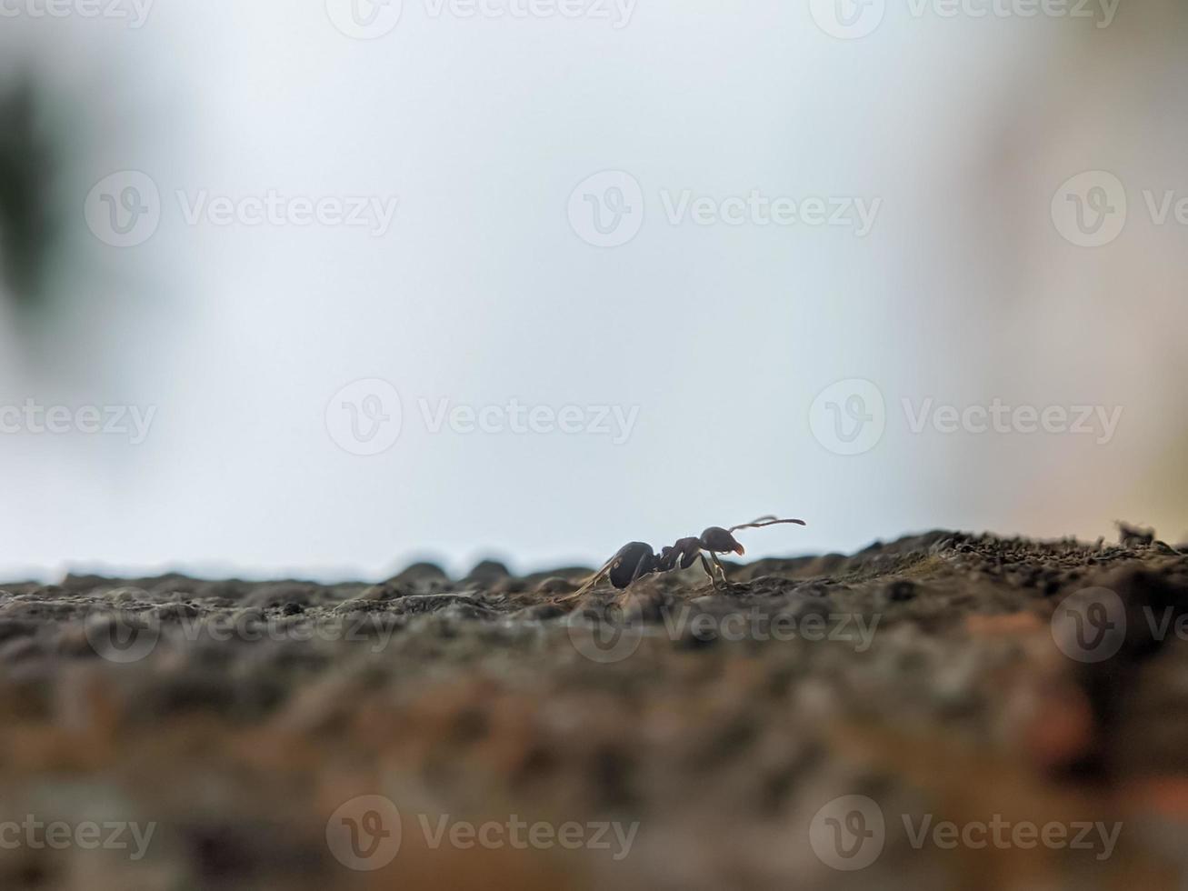 macro photography, background, ants photo