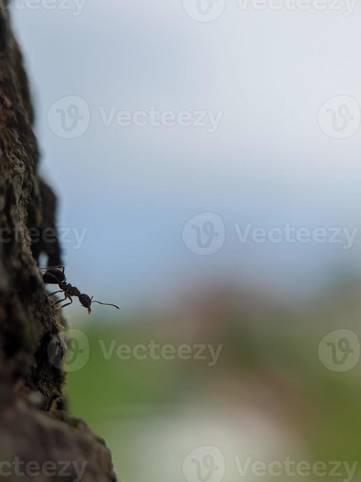 macro photography, background, ants photo