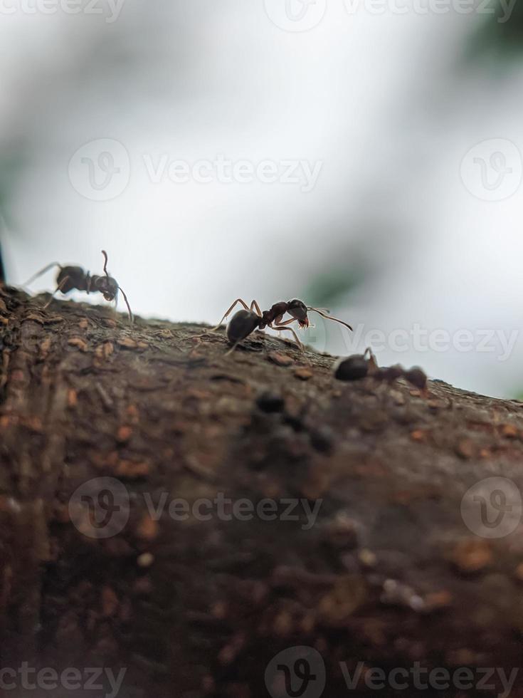 macro photography, background, ants photo